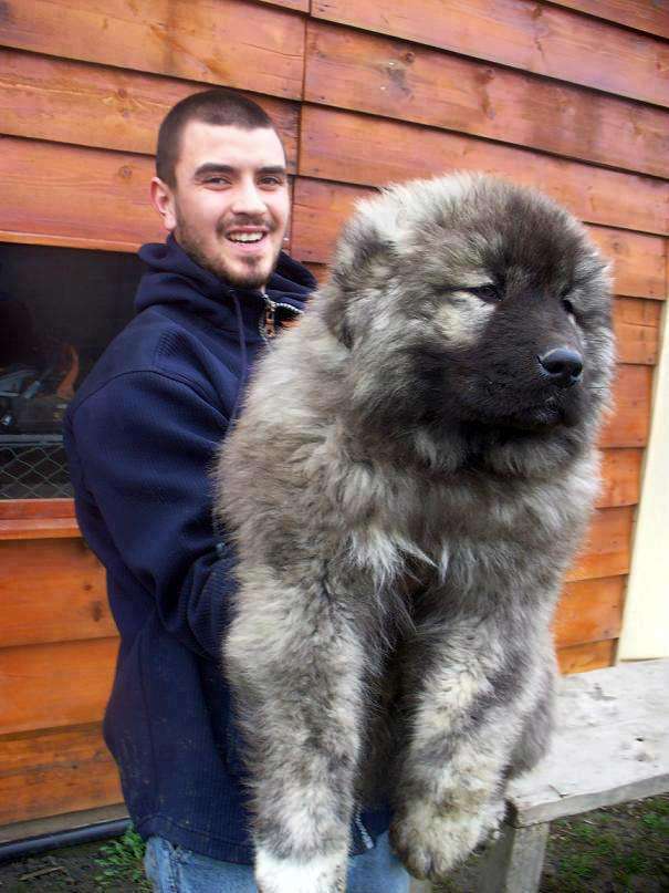 大型犬はいるのにどうして大型猫はいないの?←戦闘力が違うから