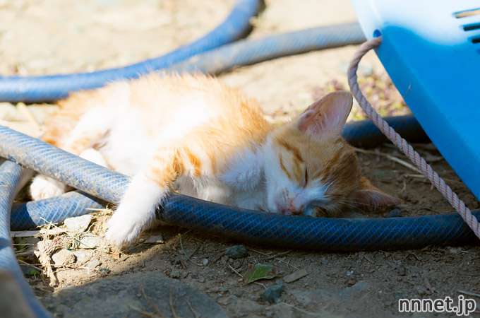 【画像】眠っている動物たち