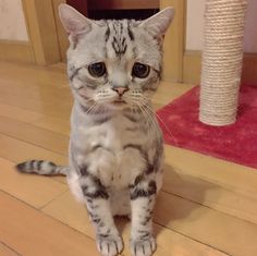 【動物限定】決め顔コレクション
