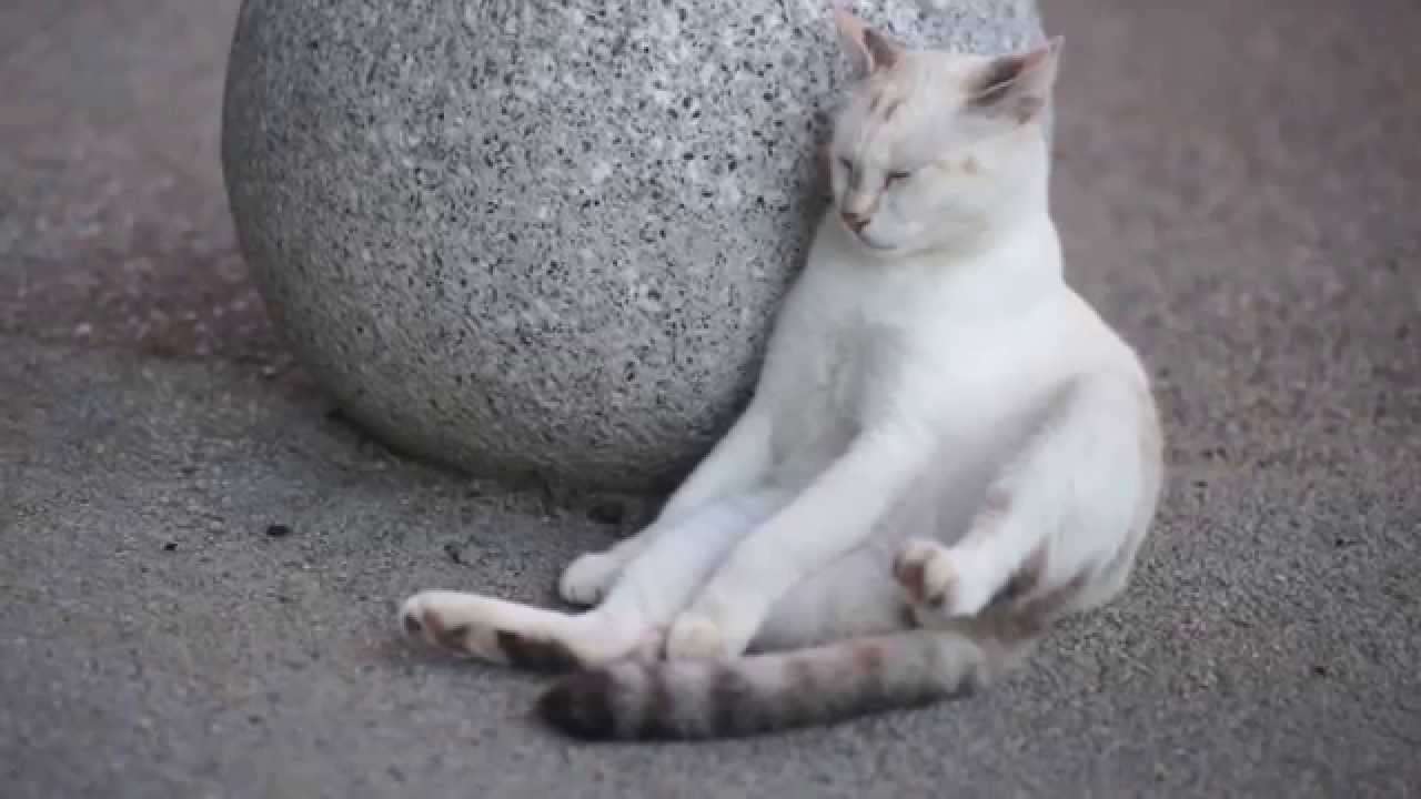 【画像】眠っている動物たち