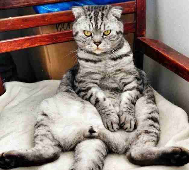 猫の「ω」の画像ください!