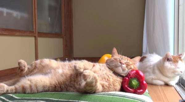 【画像】眠っている動物たち