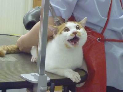 笑いが止まらなくなるトピ