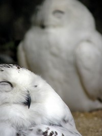 【画像】眠っている動物たち