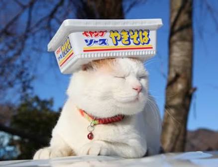 【画像】眠っている動物たち