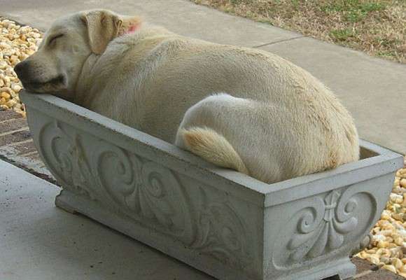【画像】眠っている動物たち