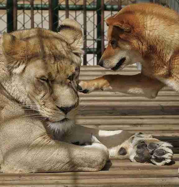 異種だけど仲良しの動物の画像