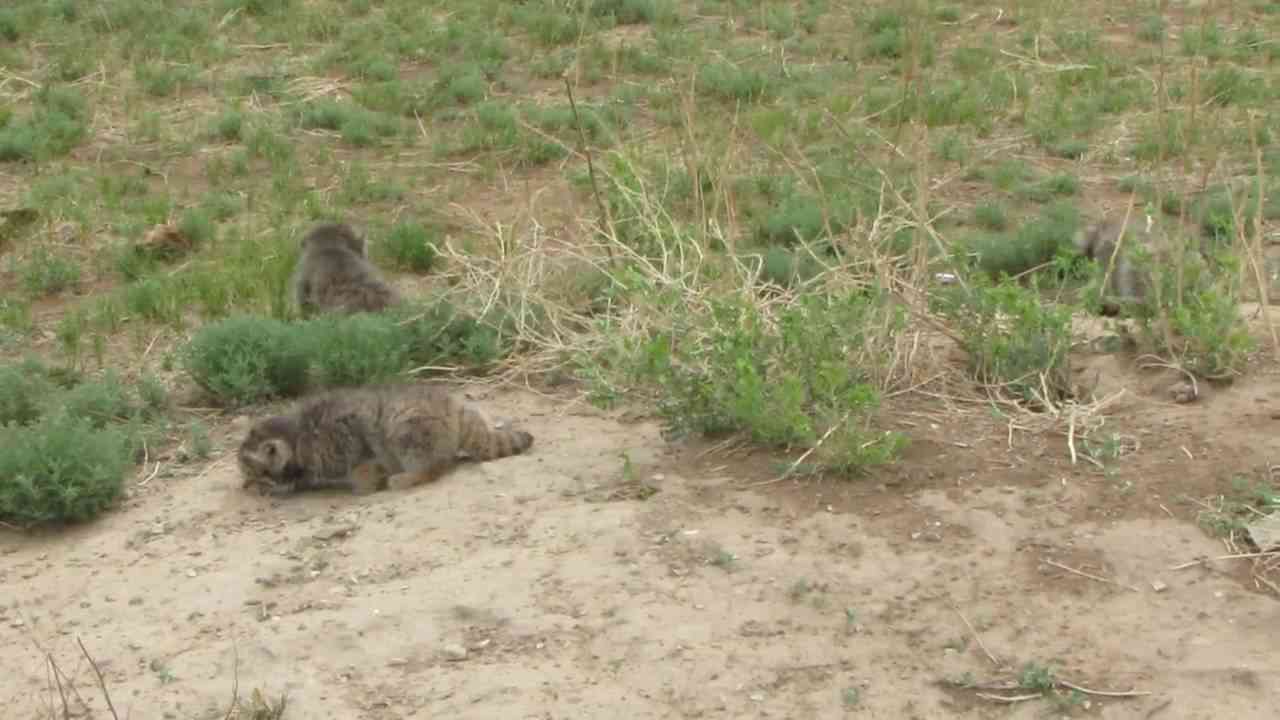 Manul kittens in Mongolia - YouTube