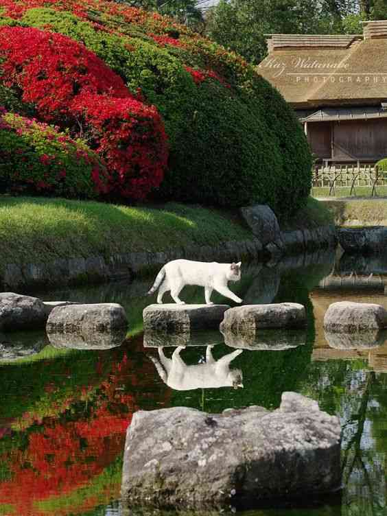 綺麗な庭園の画像を貼るトピ。