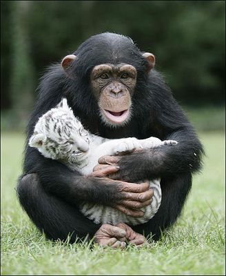 異種だけど仲良しの動物の画像