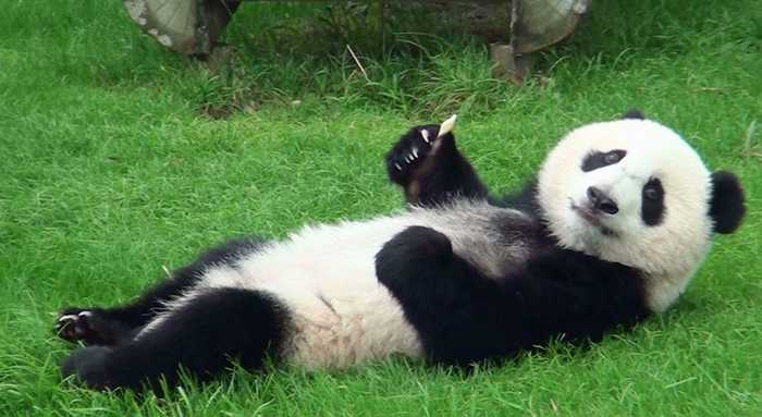 中国のお土産