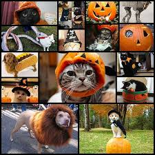 【子供か動物限定】ハロウィンのかわいいコスプレ画像を集めよう。