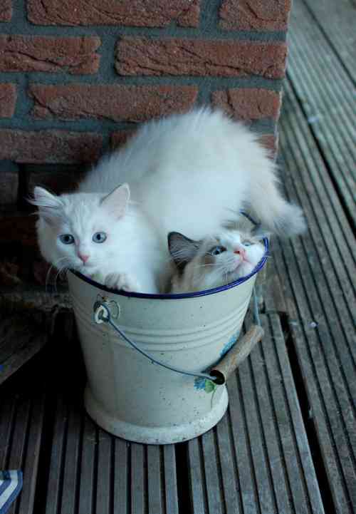 狭い場所に執着する猫の画像が見たい