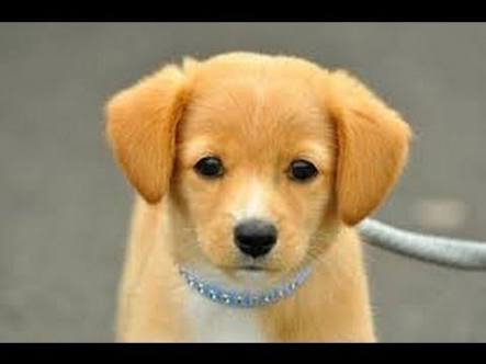 捨てられていた犬の名前をつけてもらえませんか？