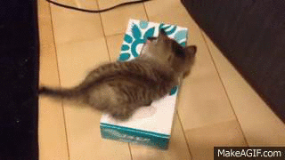 狭い場所に執着する猫の画像が見たい