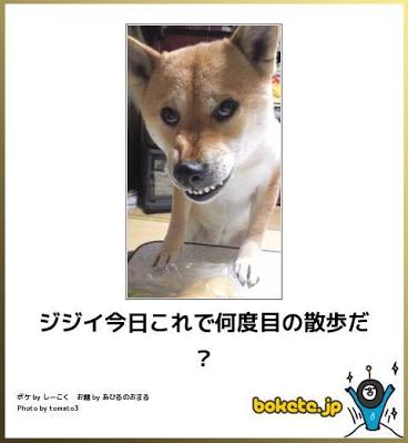 ボケて！で笑った動物編