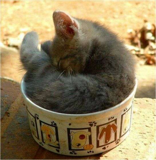 狭い場所に執着する猫の画像が見たい