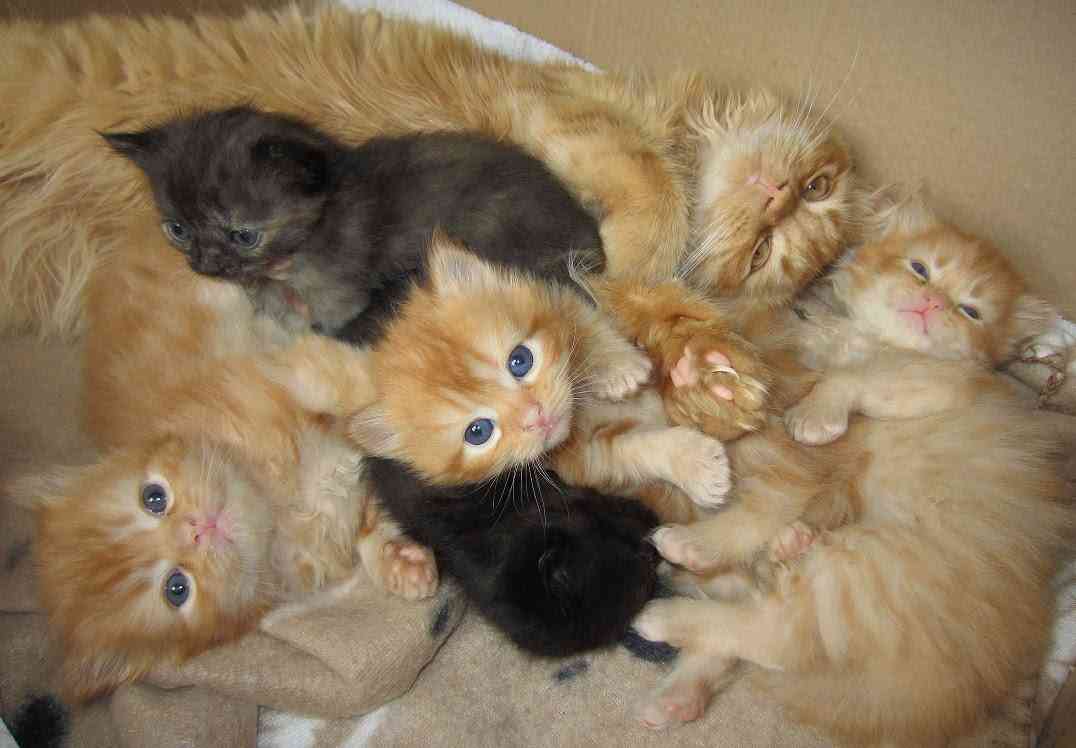 Baby kittens and their big brother Marmalade - YouTube