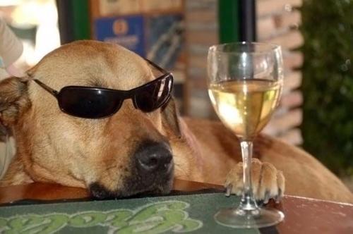 ガルチャン犬カフェ開店♡