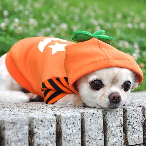 【子供か動物限定】ハロウィンのかわいいコスプレ画像を集めよう。