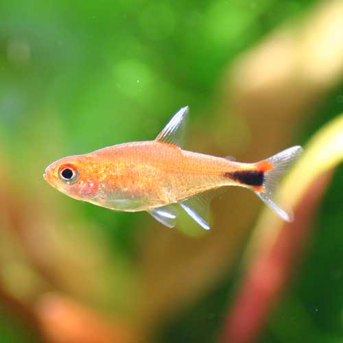 【 金魚】可愛い、綺麗なお魚画像ください~【熱帯魚 】