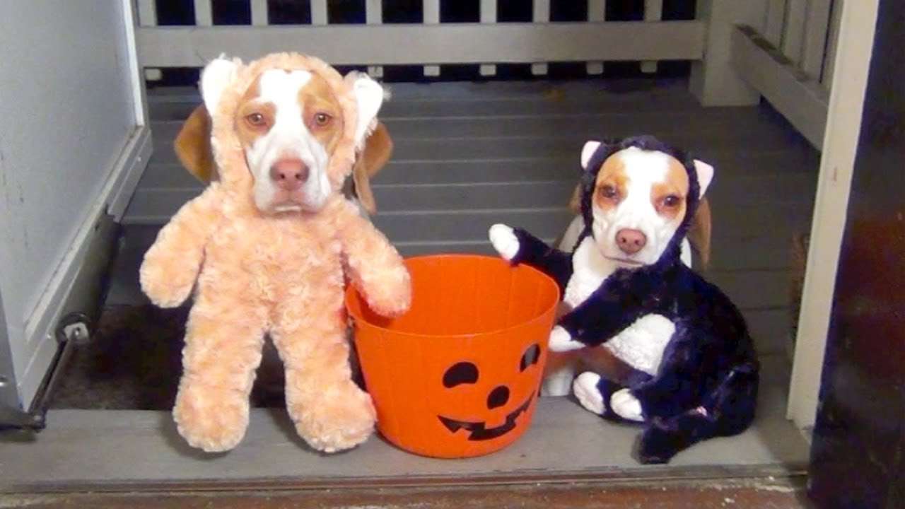 【子供か動物限定】ハロウィンのかわいいコスプレ画像を集めよう。