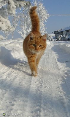 茶トラ猫画像が集まるトピ