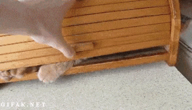 狭い場所に執着する猫の画像が見たい