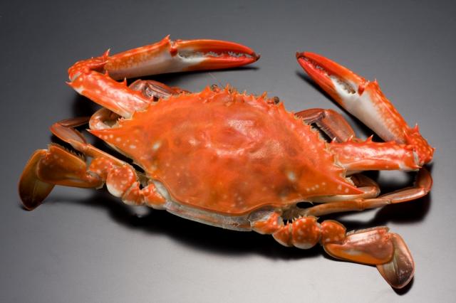 この世で1番美味しい食べ物は？