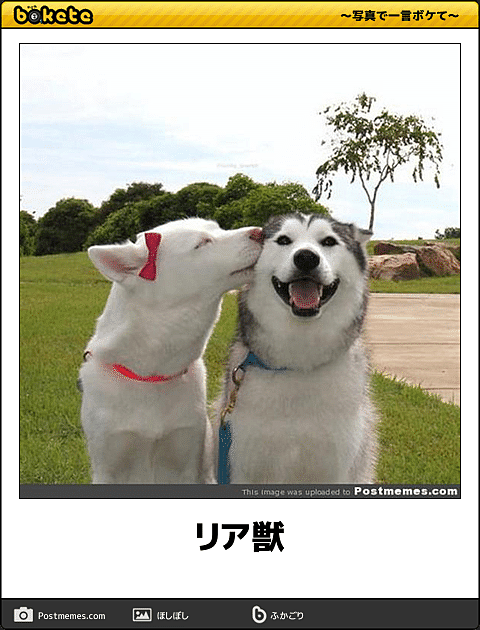 ボケて！で笑った動物編
