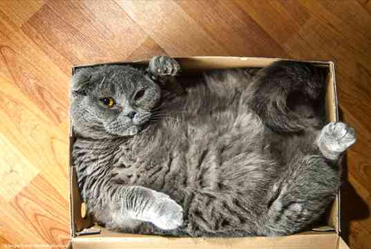 狭い場所に執着する猫の画像が見たい