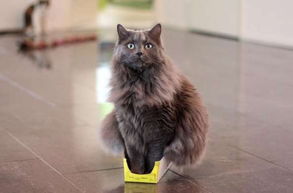 狭い場所に執着する猫の画像が見たい