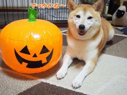 ガルチャン犬カフェ開店♡