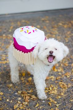 【子供か動物限定】ハロウィンのかわいいコスプレ画像を集めよう。