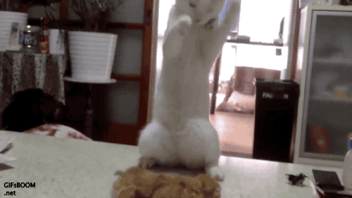 茶トラ猫画像が集まるトピ