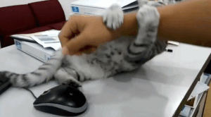 子猫が腕に必死にしがみつく…振り払うもダメ…結果、パソコンできず | ANIMALive