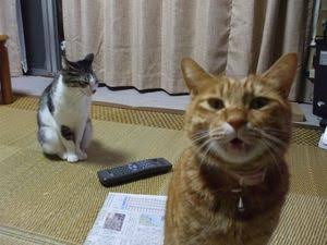 【閲覧注意】意味が分かると怖い話、画像