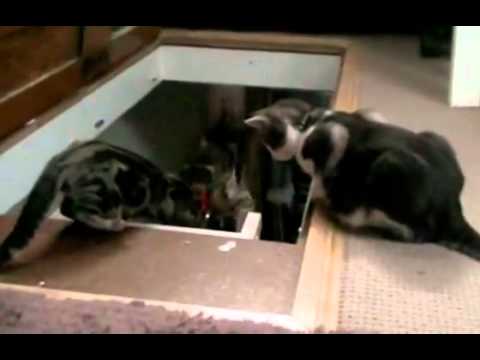 【事件】猫が仲間を階段から突き落とす瞬間：Cats drop pushed from the stairs fellow - YouTube
