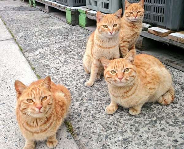 茶トラ猫画像が集まるトピ