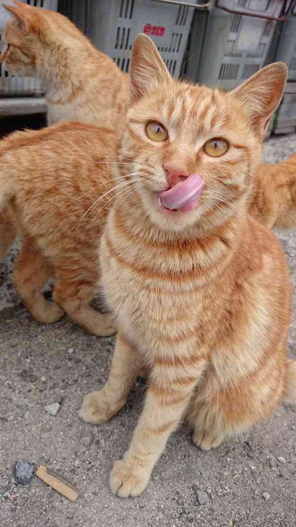 茶トラ猫画像が集まるトピ