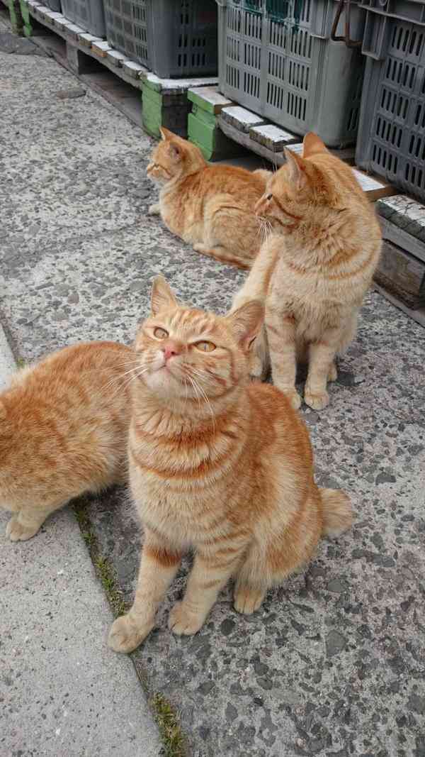 茶トラ猫画像が集まるトピ