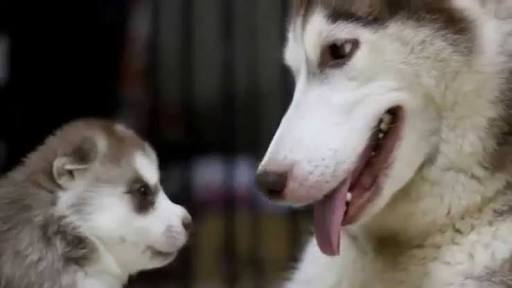 飼ってみたい犬種は？