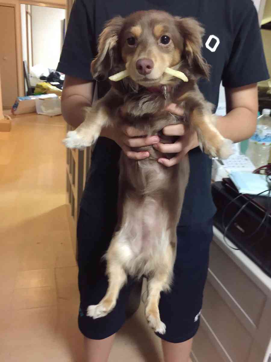 【苦手な人注意】「爬虫類や虫を飼っている」という理由でコンビニをクビに…客からの理不尽なクレームが話題
