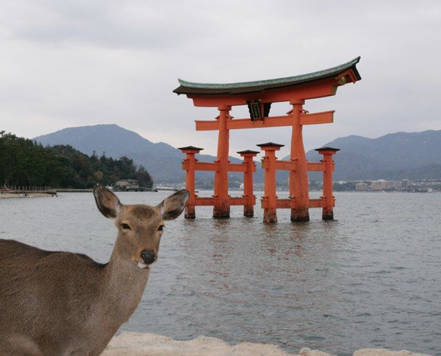 【広島・宮島】かわいい鹿スイーツ。鹿なおみやげ。 - NAVER まとめ