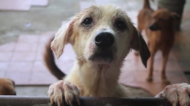 CNN.co.jp :  不況のベネズエラで捨て犬激増、ペットフードは「高級品」 - (1/2)
