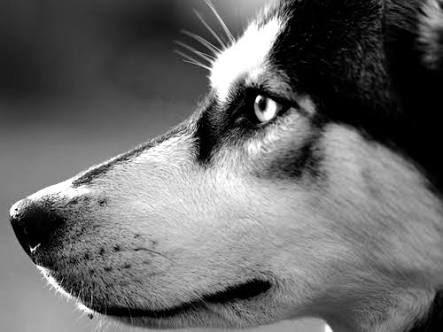飼ってみたい犬種は？