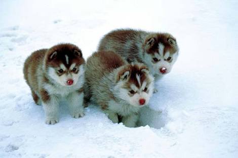 飼ってみたい犬種は？