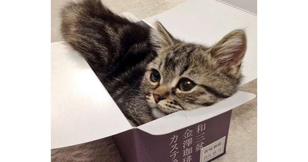 狭い場所に執着する猫の画像が見たい