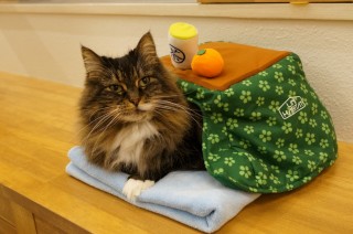 こたつ、いつから使いますか？