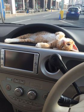狭い場所に執着する猫の画像が見たい